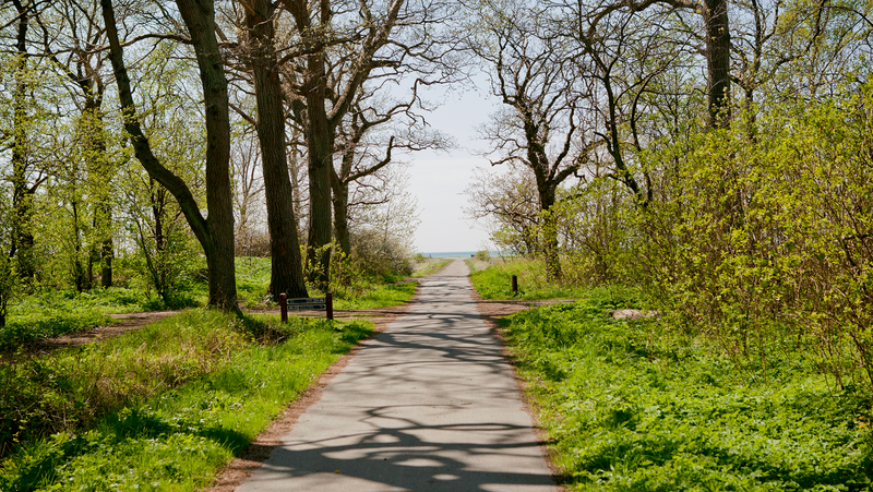 Kongelunden 3 km fra skov til strand – én lige vej, Naturpark Amager